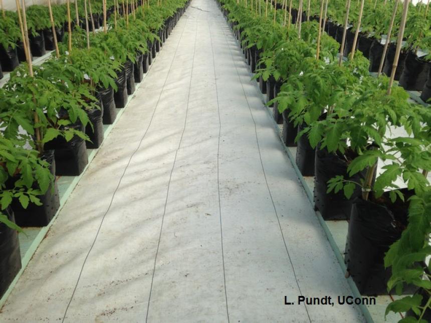 Using white reflective plastic mulch to maximize light in greenhouse tomatoes