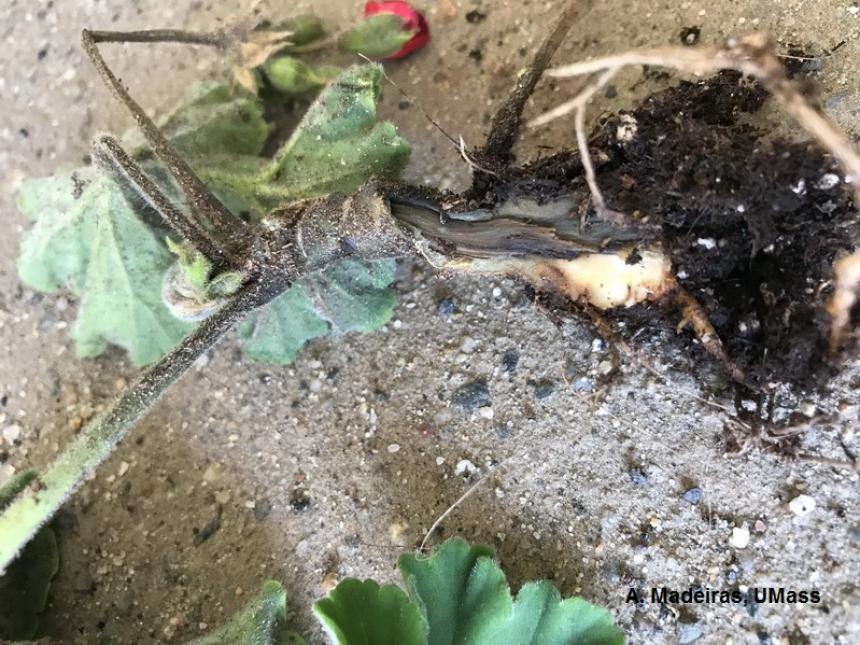 Black leg on geranium caused by Pythium