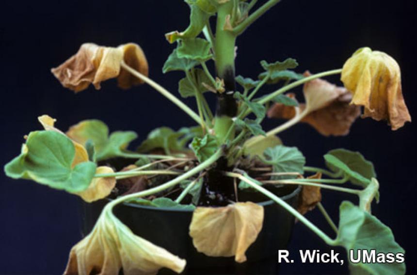 Botrytis on Geranium