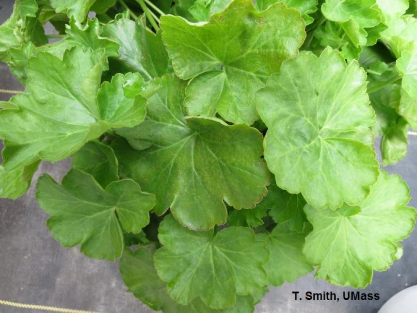 "Bronze speckle" symptoms on geranium foliage due to low medium pH