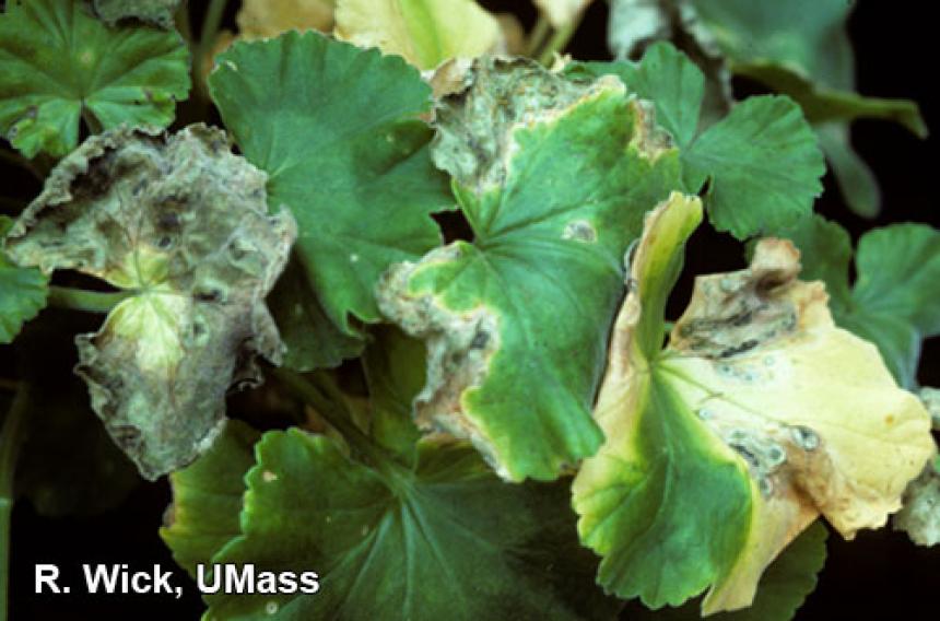 Bacterial leaf spot on geranium caused by Pseudomonas syringae