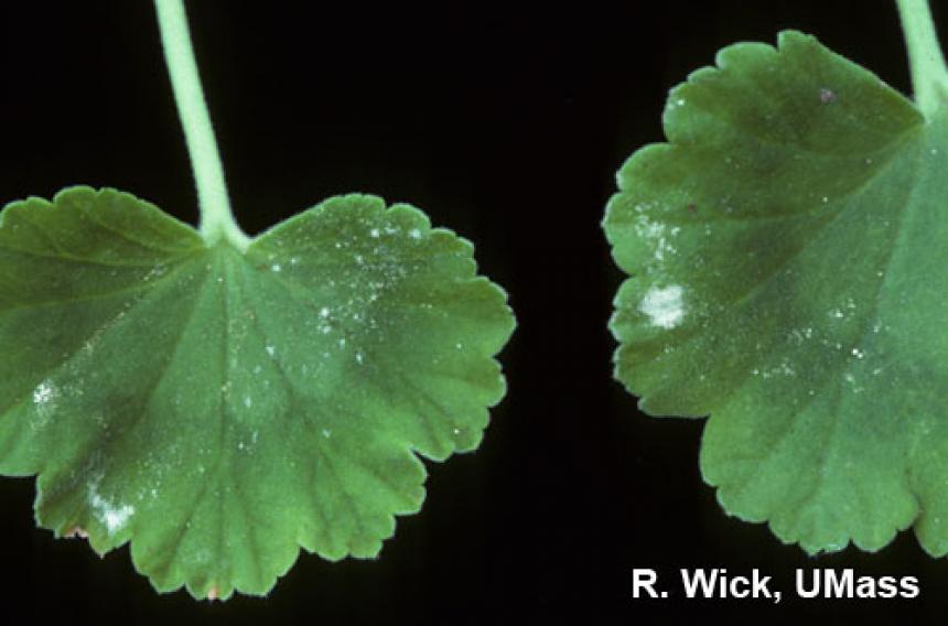 Powdery mildew on geranium