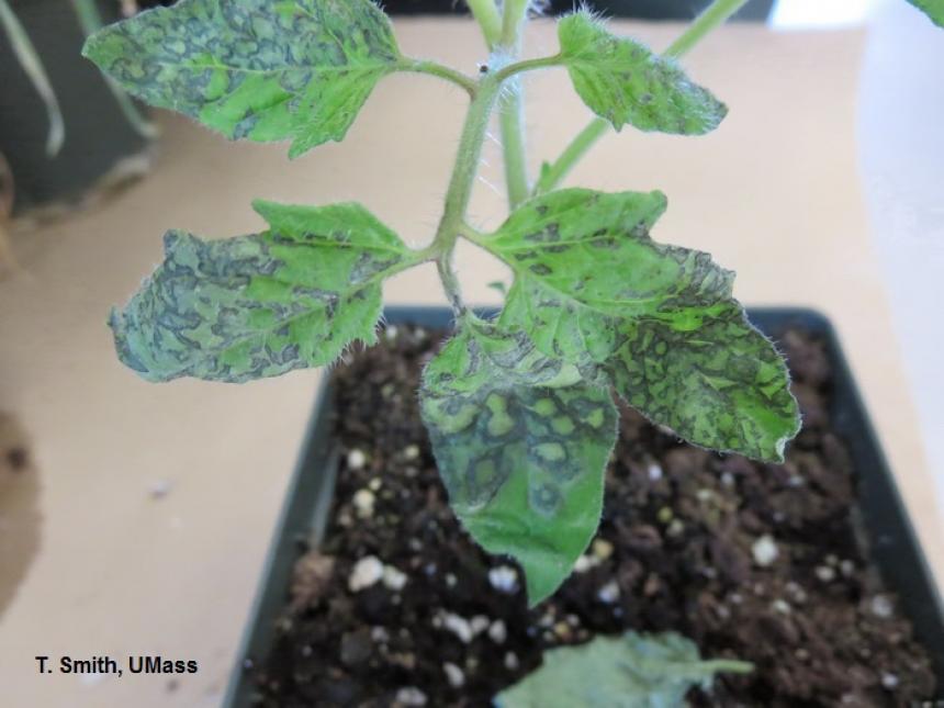 INSV on Tomato Plant