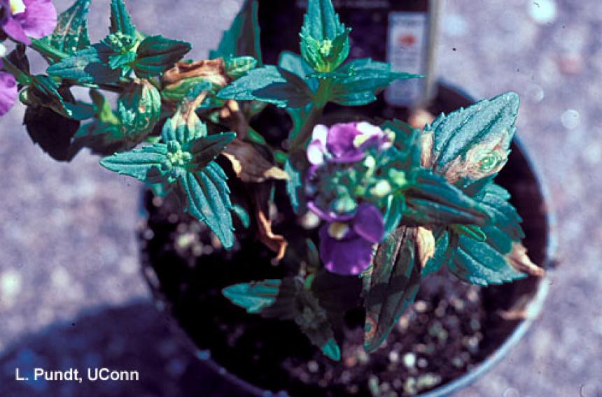 Impatiens Necrotic Spot Virus (INSV) - Nemesia