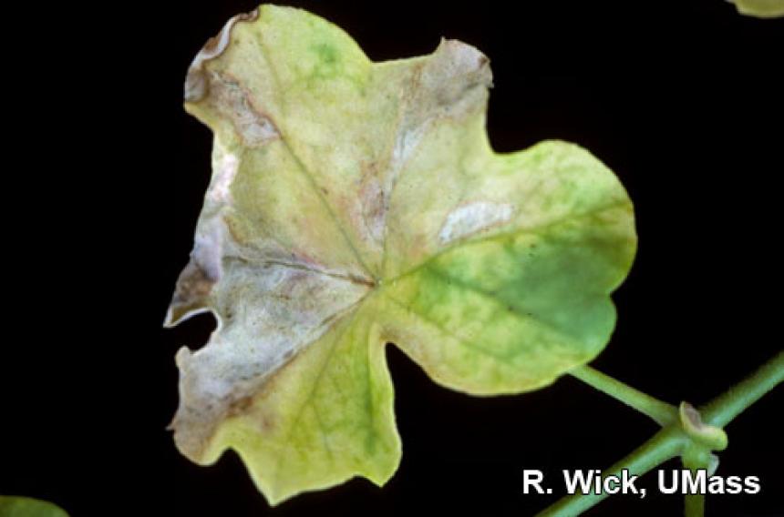 Xanthomonas on ivy geranium