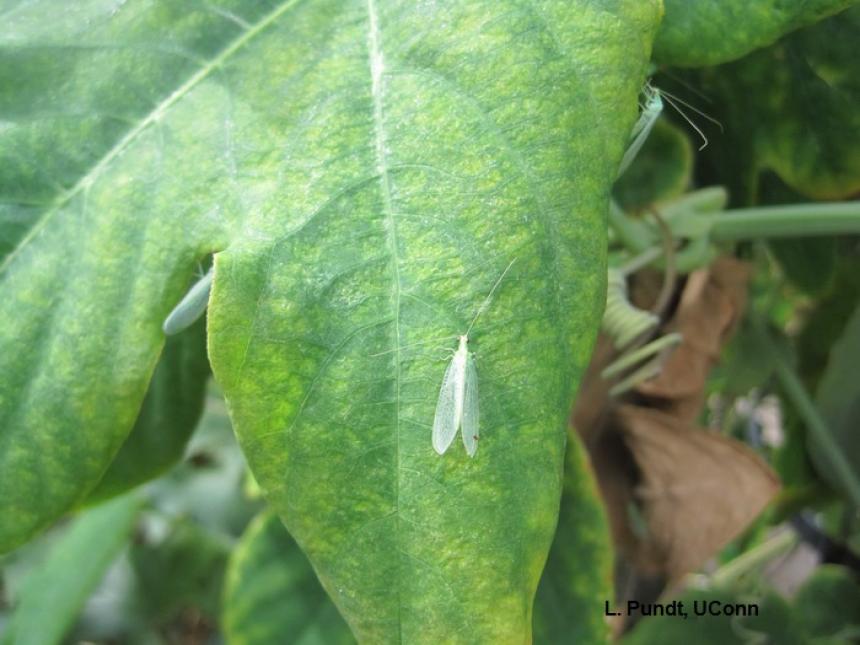 Green Lacewing Adults