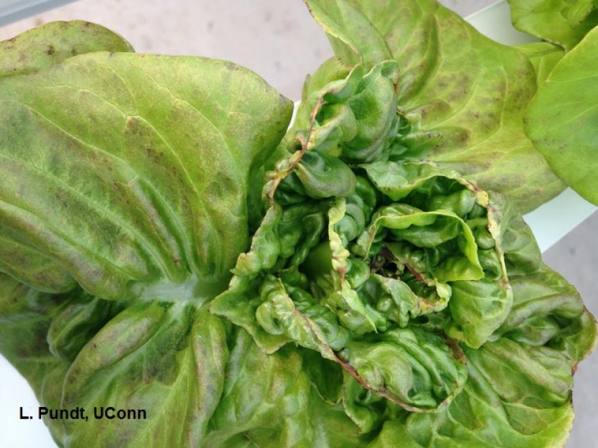 Tipburn of Hydroponic Lettuce