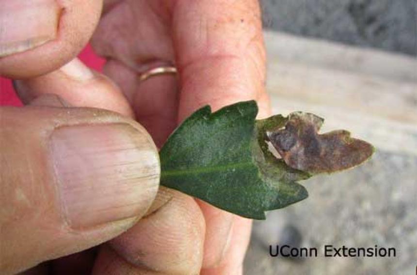 Blotch leafminer injury on garden mum