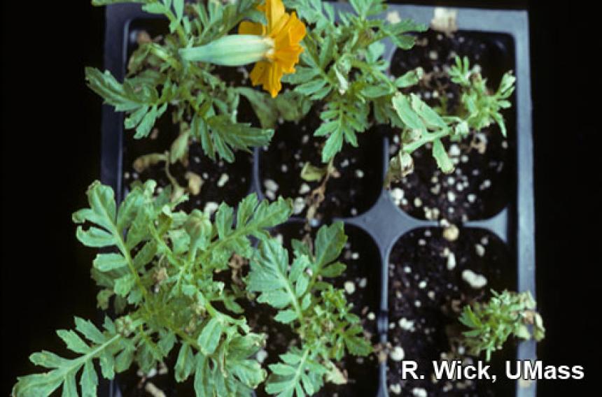 Marigold – Impatiens Necrotic Spot Virus (INSV)