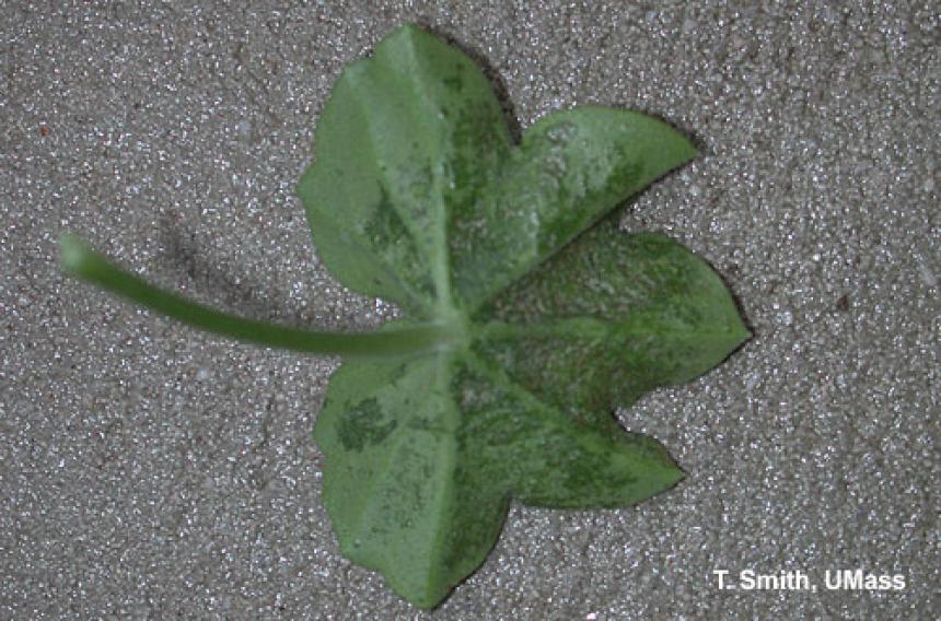 Spider mite injury on ivy geranium