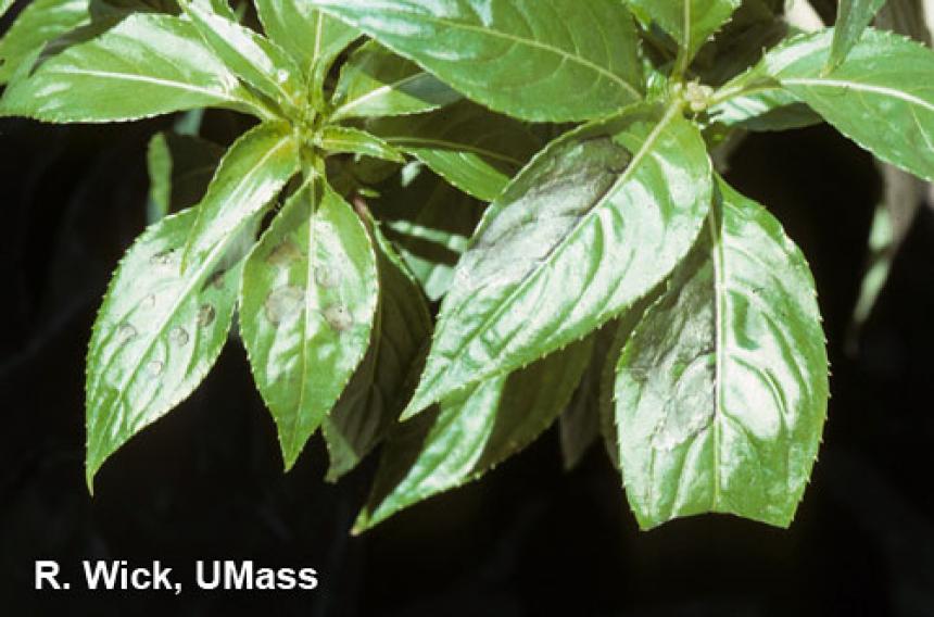 New Guinea Impatiens – Leaf spot (Pseudomonas syringae)