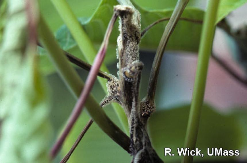 Botrytis stem canker on Poinsettia