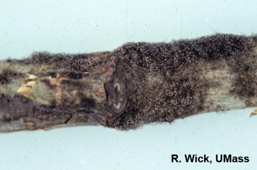 Phytotoxicity on poinsettia