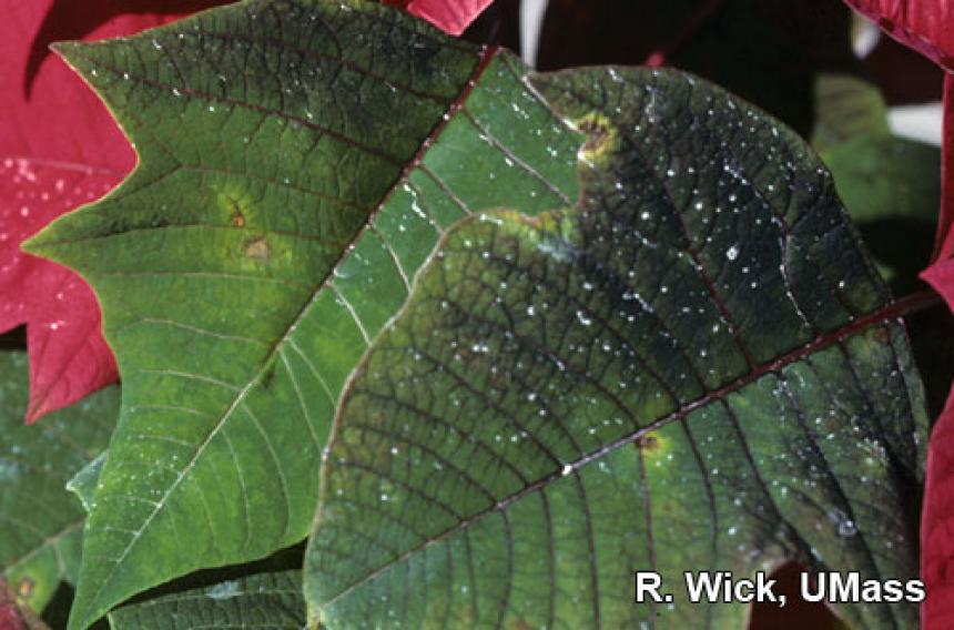 Botrytis Leaf Spot on Poinsettia