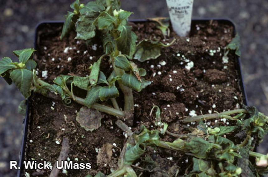 Impatiens – Pythium root rot