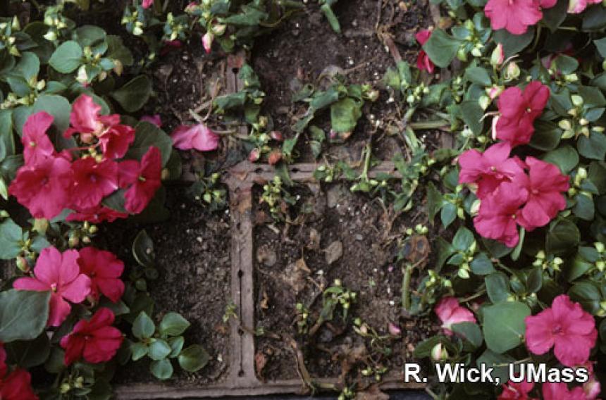 Impatiens – Rhizoctonia crown rot