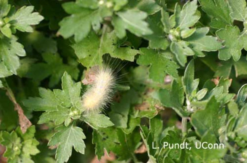 Salt Marsh Caterpillars