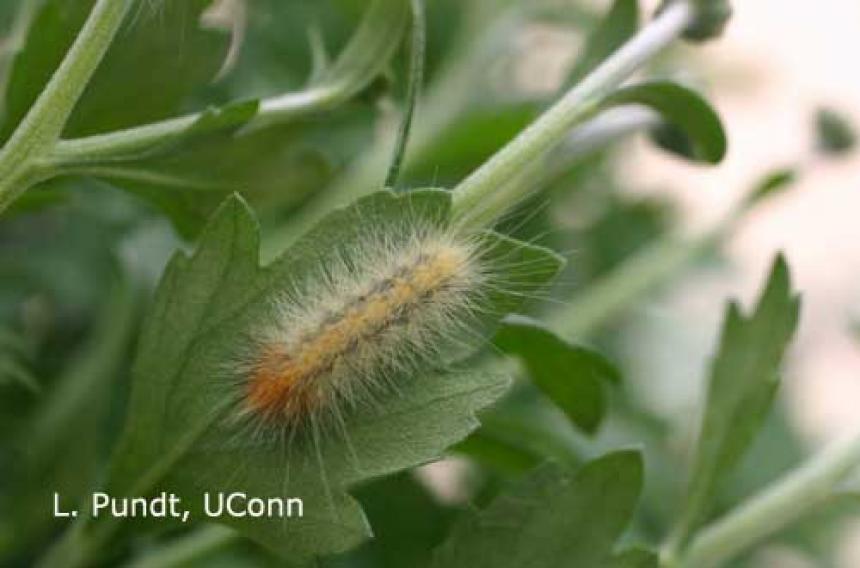 Salt Marsh Caterpillar