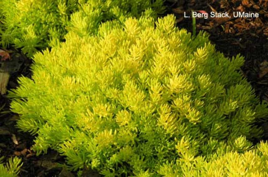 Trial Garden - Sedum 'Lemonball'