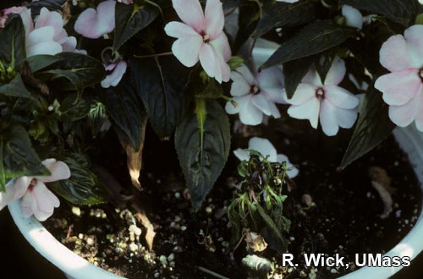 New Guinea Impatiens – Fungus gnat larvae