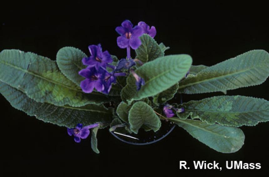 Streptocarpus – Impatiens necrotic spot virus (INSV)