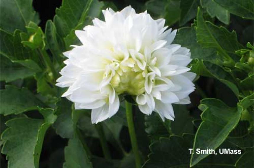 Tarnished Plant Bug Injury on Dahlia