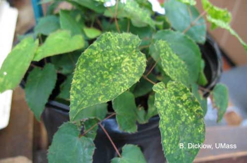 Tobacco Rattle Virus (TRV) - Epimedium