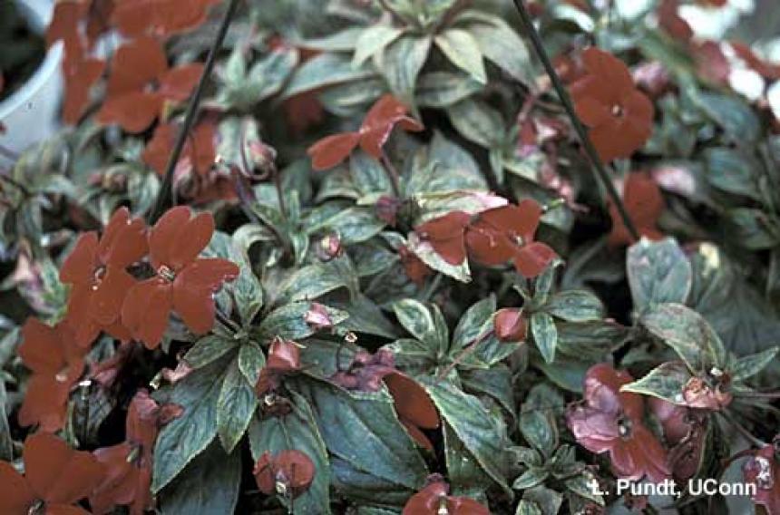 Mites – Spider mite feeding injury on New Guinea impatiens