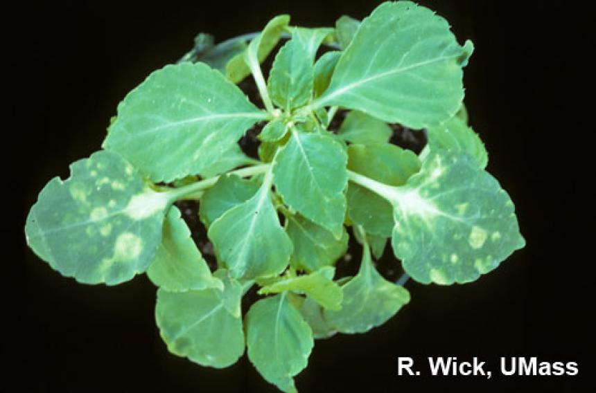 Impatiens – Tomato Spotted Wilt Virus (TSWV)