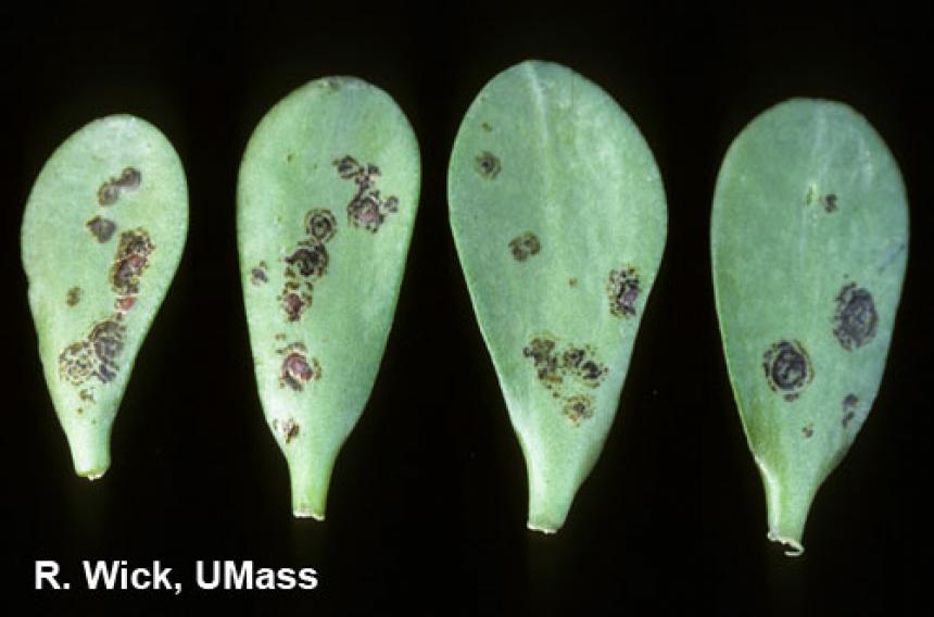 Jade plant – Tomato Spotted Wilt Virus (TSWV)