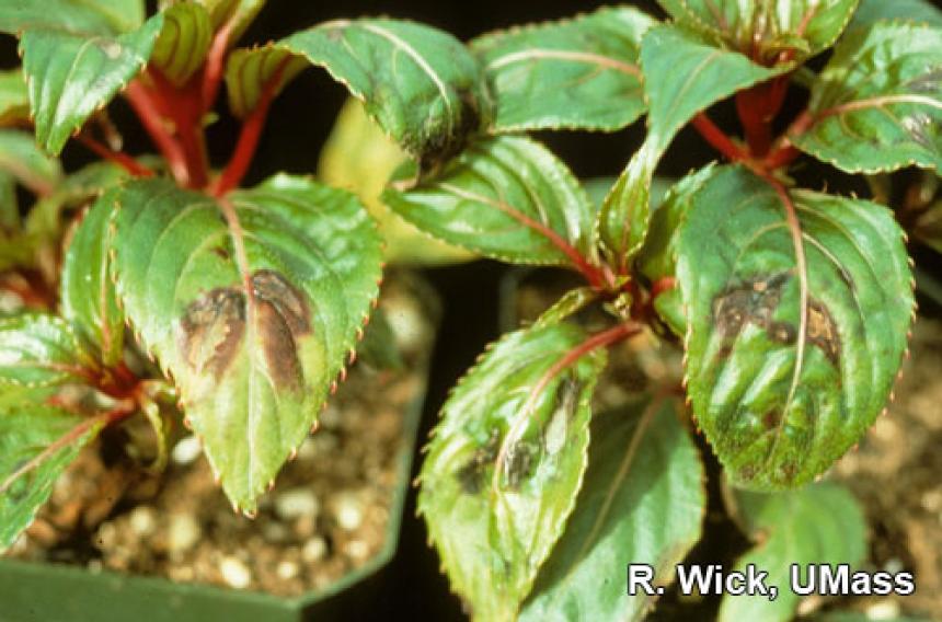 New Guinea Impatiens – Impatiens Necrotic Spot Virus (INSV)