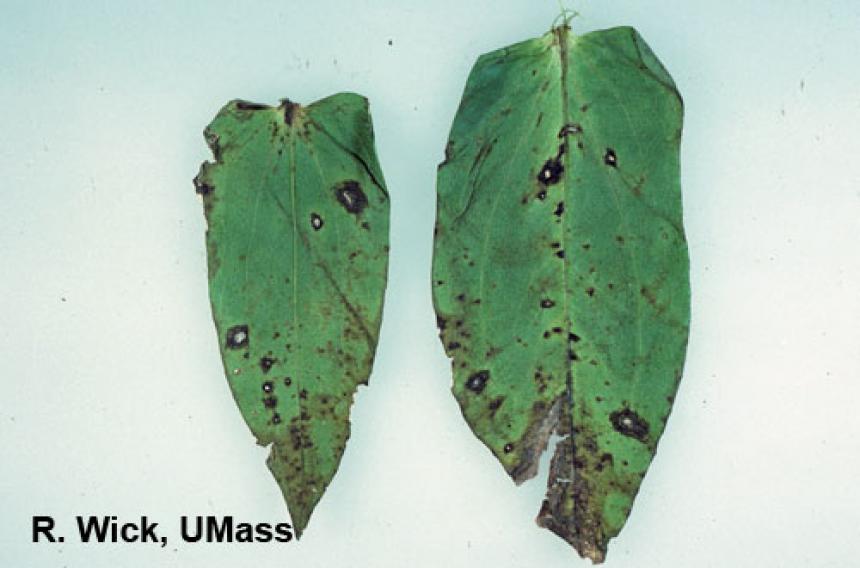 Zinnia – Bacterial leaf spot (Xanthomonas)