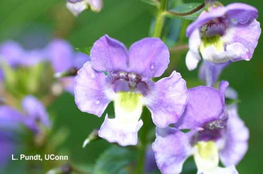 Angelonia Flower Break Virus on angelonia flowers