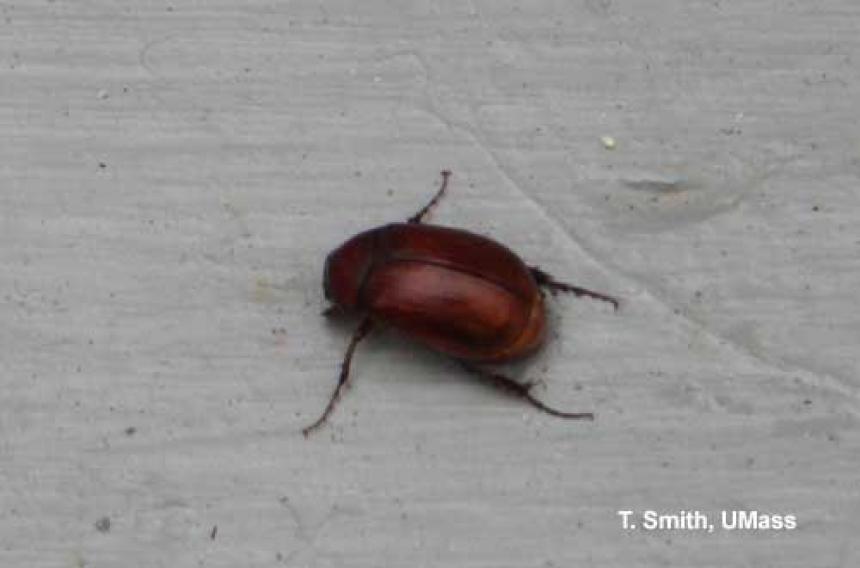 Asiatic Garden Beetle