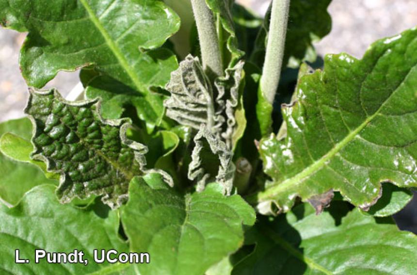 Broad mite injury on gerbera