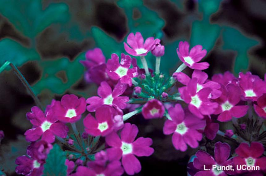 Thrips – Western flower thrips feeding injury on verbena flowers