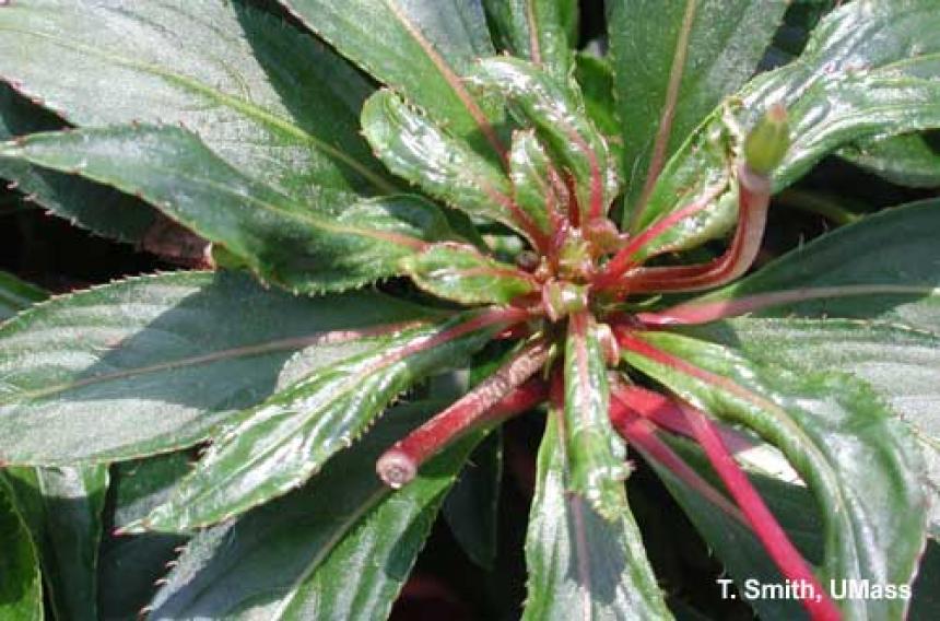 Mites – Broad mite feeding injury on New Guinea impatiens