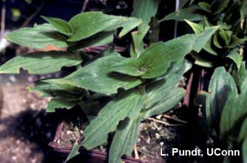 Black vine weevil damage