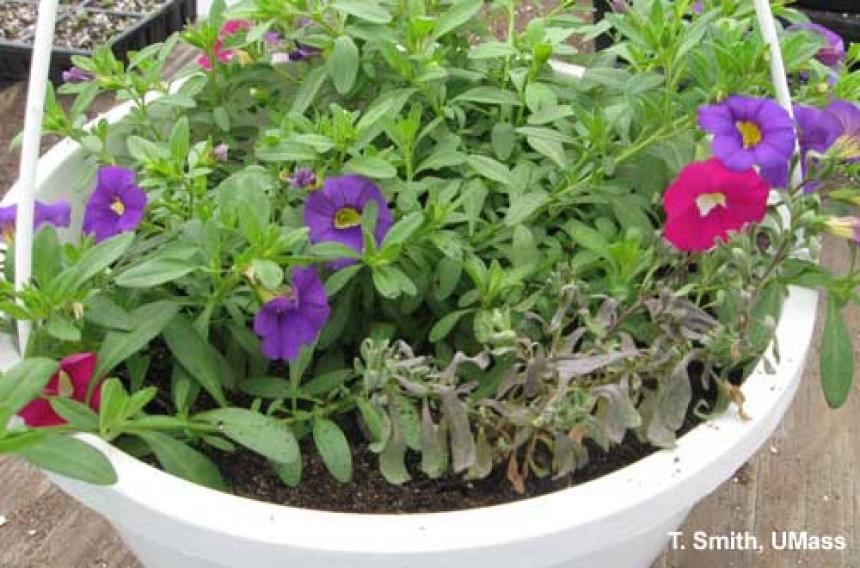 Calibrachoa - Black rot (Thielaviopsis)