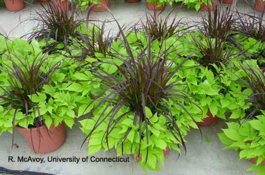 Plant Growth Regulators - Combination Planters