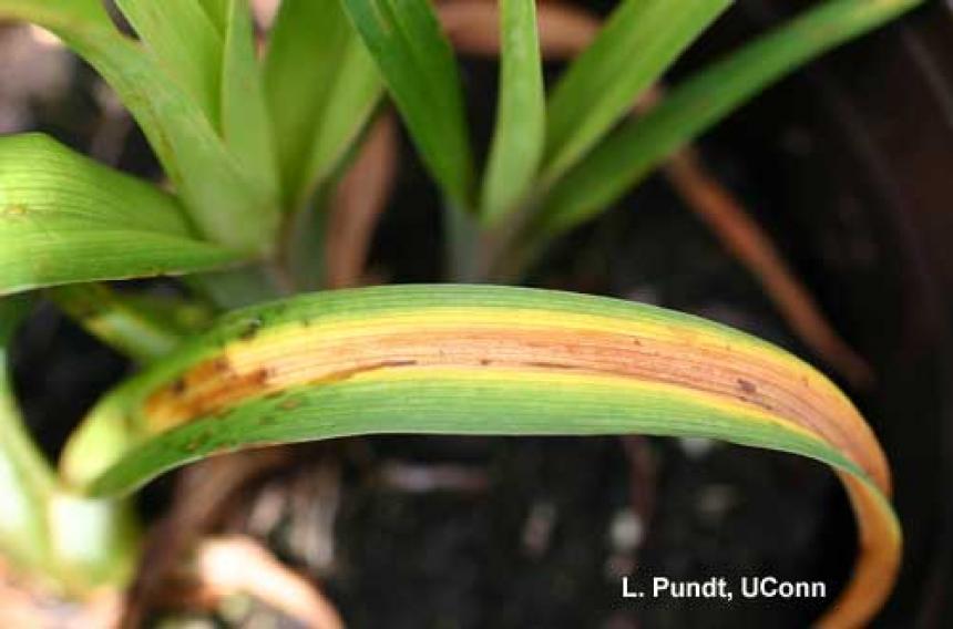 Daylily Leaf Streak - Daylily