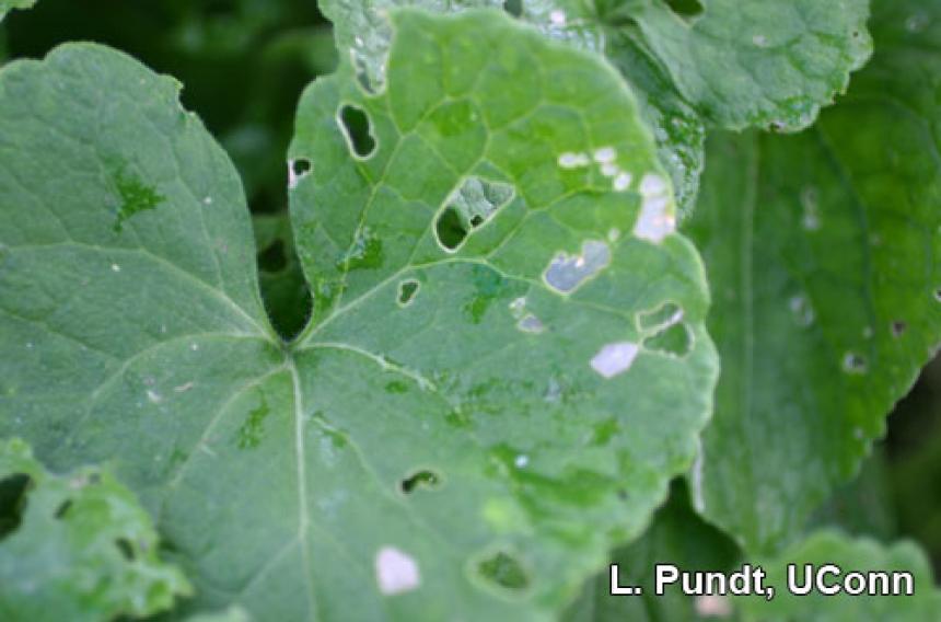 Diamondback moth - damage