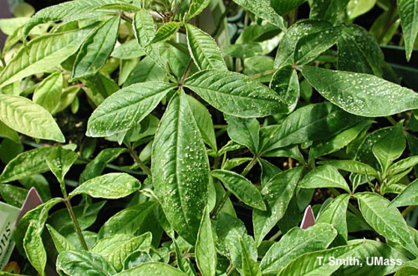 Cleome 'Lady Armstrong' - Intumescence