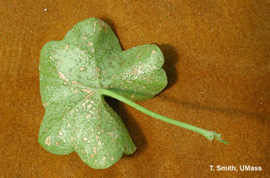 Oedema on ivy geranium