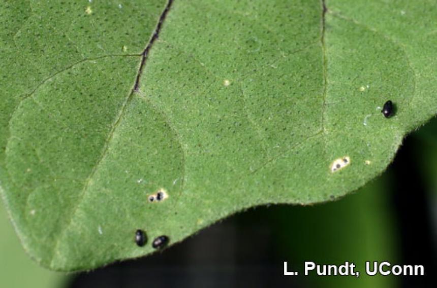 Flea beetles and damage