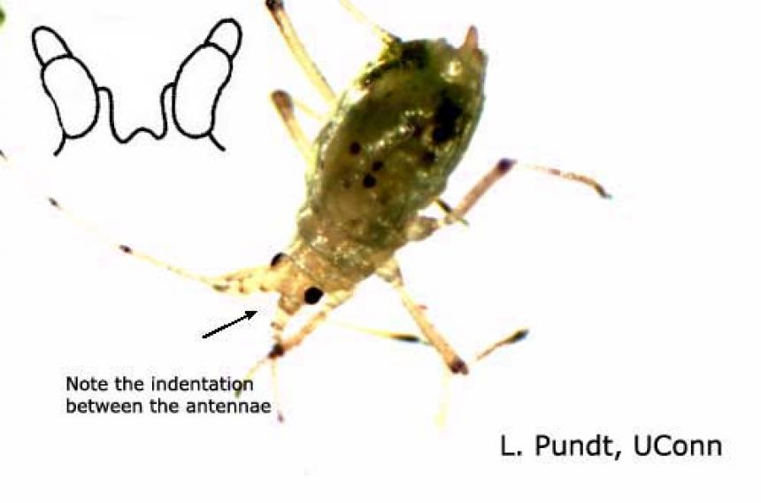 Foxglove Aphid Identification