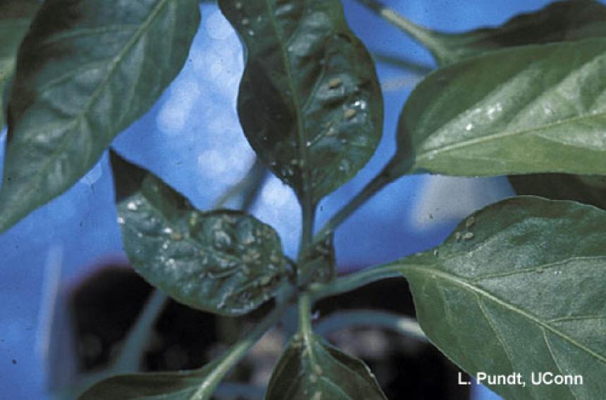 Aphids – Green peach aphids on pepper