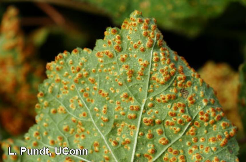 Hollyhock Rust