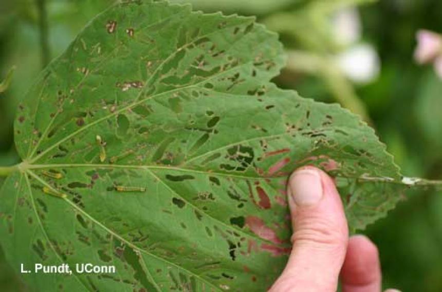 Hibiscus Sawfly – larva and feeding injury on Hibiscus