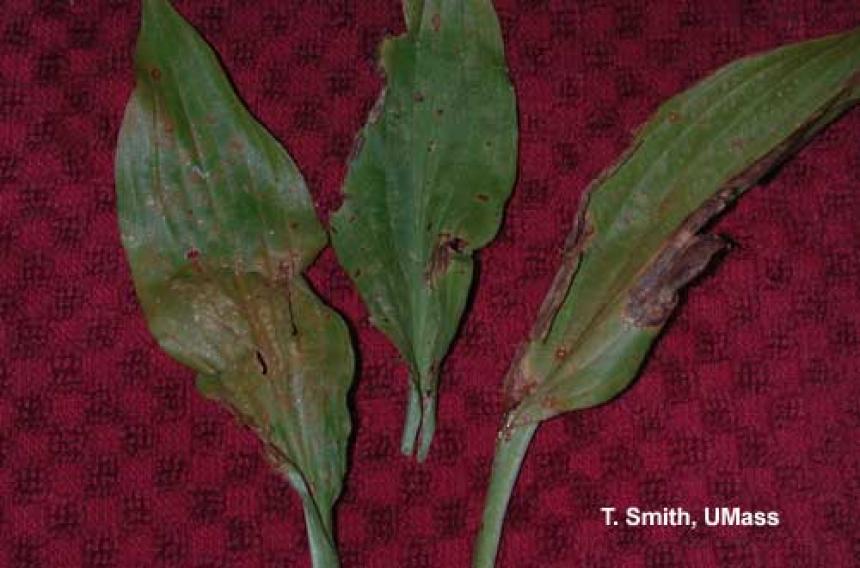 Alternaria Leaf Spot on Hosta